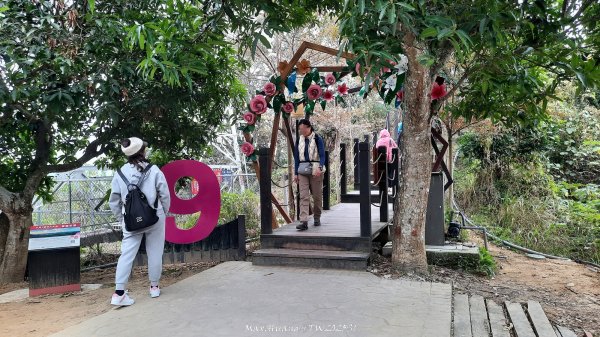 《台中》樹中有樹｜大坑步道6上7下O繞202502082708623