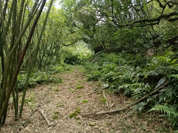瑞芳區後凹古道+金字碑古道+三貂嶺山+三貂大崙O型2761679