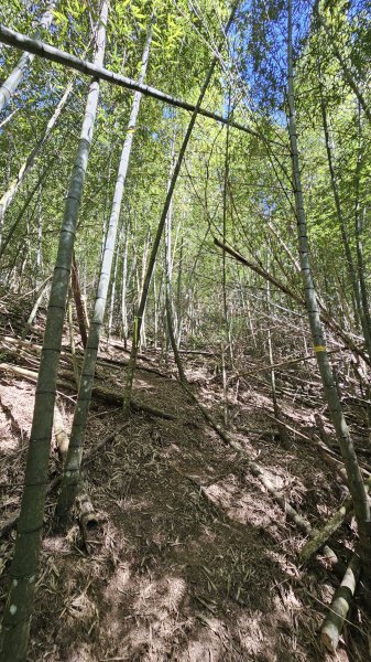 【四大天王山O型縱走未竟之旅：封山中的靜謐與省思】解鎖嘉義竹崎四大天王山、知鳥山。2929896