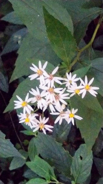 貴妃山、那結山O走1478335