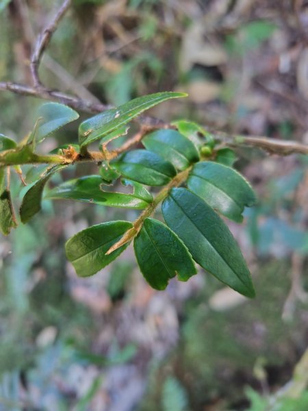大雪山森林遊樂區 遊客中心 小神木 北三錐山 平石山西北峰2952864