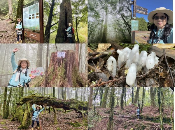 小雪山段國家步道：小雪山資訊站走鞍馬山船形山下收費站
