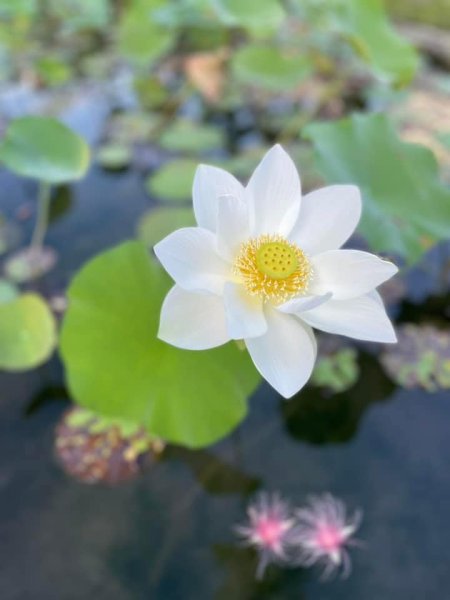 夜衝台大追ㄧ夜美人/穗花棋盤腳2574209