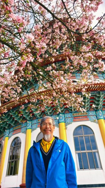 #綠繡眼 訪花 #吉野櫻 #天元宮 #楓樹湖 03162736757