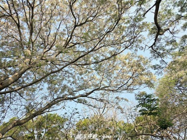 【台中大肚】大肚萬里長城登山步道3023826