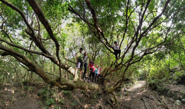 東勢大崙、東勢坑山、觀音湖山O走2986351