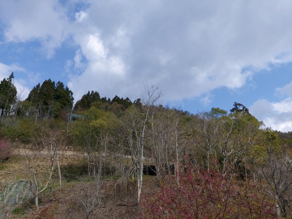 1090208清境農場&高空觀景步道830459