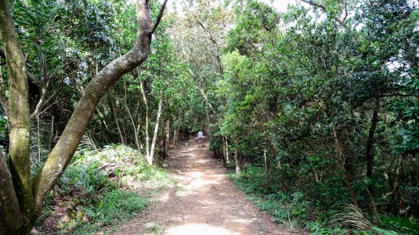 今天，我想來點飛鳳山，叮咚。1142050