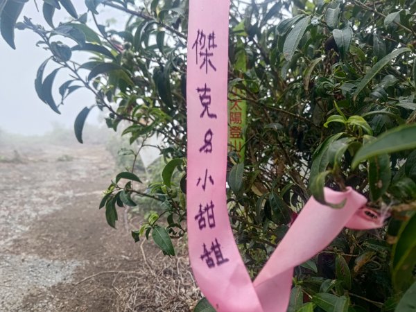 梅山鄉撿山頭2449435