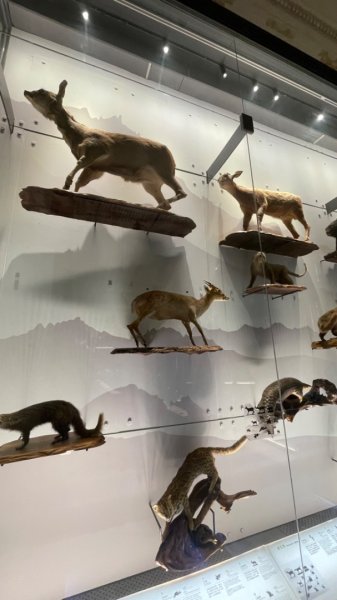 雨天備案💙 台灣博物館的古生代館-台大動植物館免費參觀-北投♨️季2799014