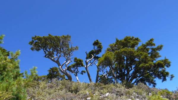 池有山單攻登山健行趣(百岳52)1515349