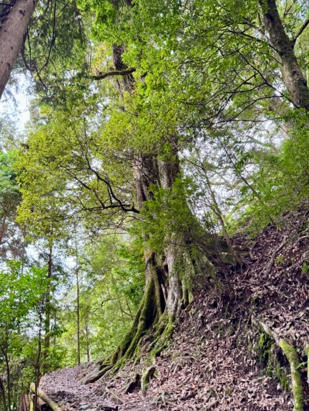 觀霧瀑布 賞鳥步道2926779