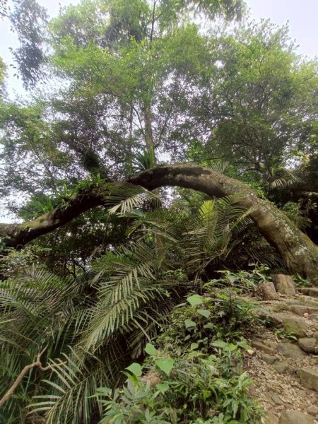 大艽芎古道縱走 新/溪州山(小百岳#23) 出溪州公園2893921