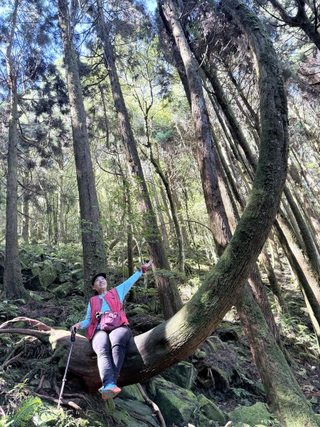 橫嶺山走走避暑趣 2025.6.112815437