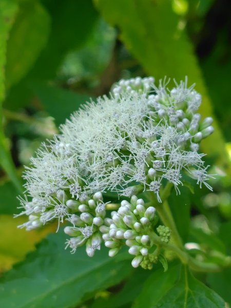 唐麻丹山 蝴蝶谷2918860