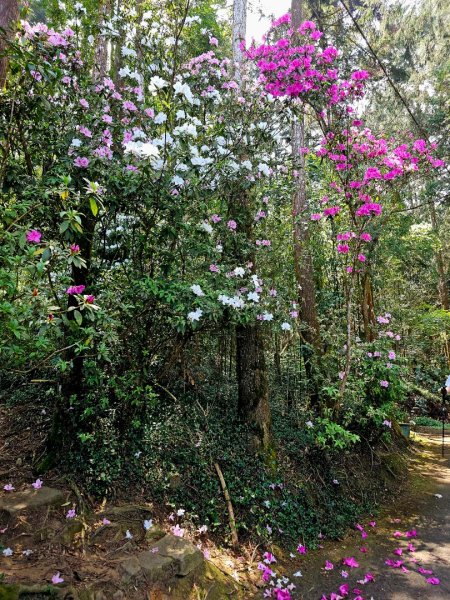 溪頭四秀 - 南投縣鹿谷鄉3023282