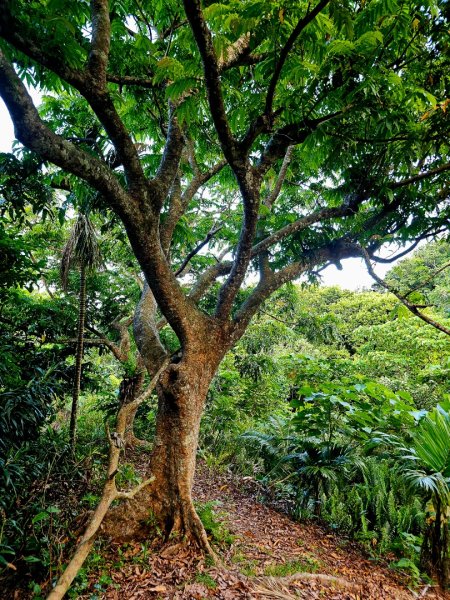 紅頭山-小百岳#97-台東縣蘭嶼鄉2901058