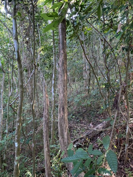 20251122高雄笠山-坦水衍山2945363
