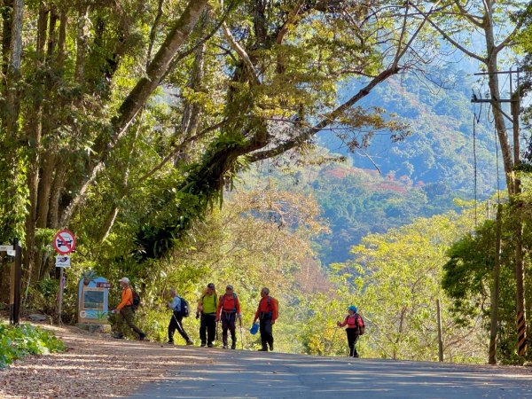 雪山坑登山步道尋巨人2978265