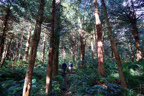 新竹關西鎮 水田林道之貴妃&那結山連走1539765