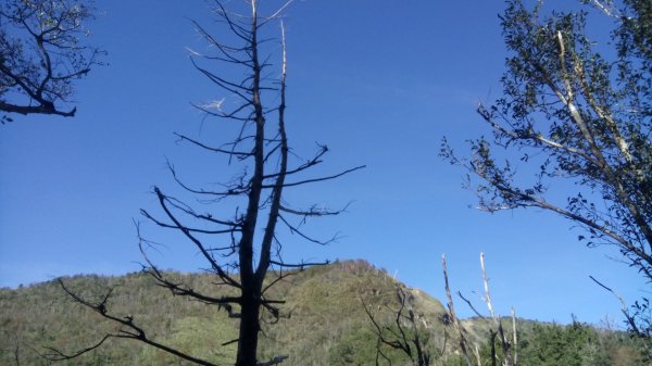 太平山山毛櫸步道→銅山445971