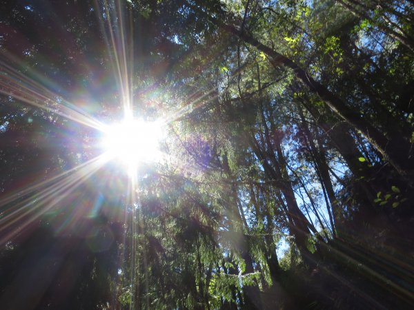 如童話般的森林步道-武陵桃山瀑布步道1190754