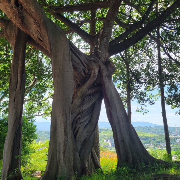 通霄虎頭山步道2245727