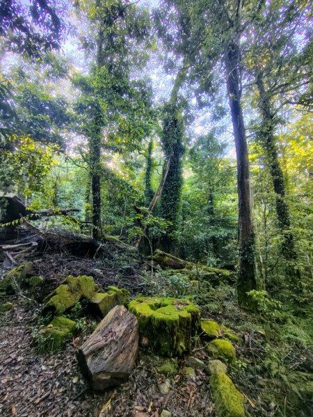 稍來小雪山國家步道、船型山、鞍馬山、鞍馬山東北峰、天池、雪山神木2799819