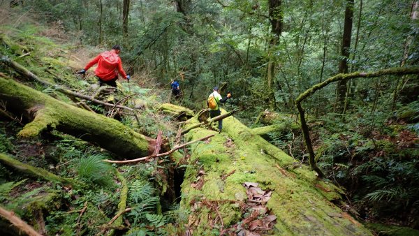 穿梭叢林桃山瞻仰巨木的殿堂桃山神木之行1656673