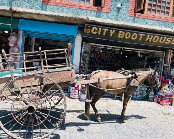北北印/寺廟/藏傳佛寺/第一第二高海拔公路/奴布拉/班公錯湖/列城2565921