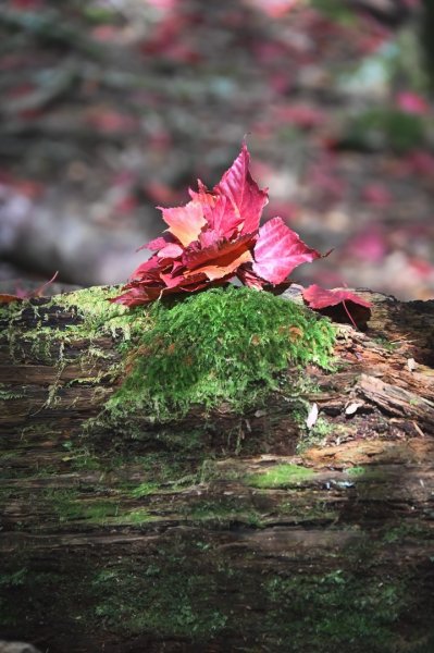 鳶嘴稍來步道賞楓季 ，大雪山門票優惠到12/31！2969535