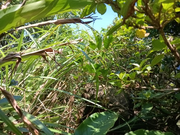 瑞芳區海園古道+鼻頭港稜+鼻頭山稜O型2872791