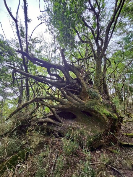 20260528特富野古道舊水山鐵道上北霞山連走東水山、兒玉山3064969