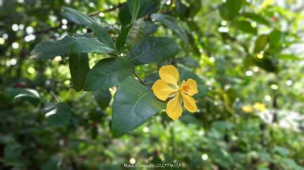 《南投》峰峰相連｜草屯九九峰森林步道O型202509062879239
