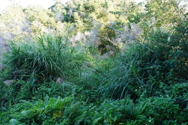 新北 三峽 內詩朗山、金平山2950922