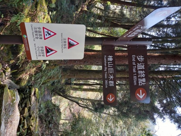 觀霧檜山巨木群步道1315898