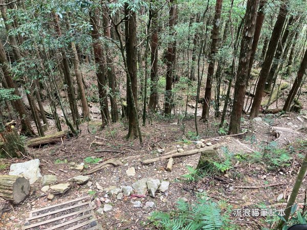 【谷關七雄】八仙山主峰步道2894882