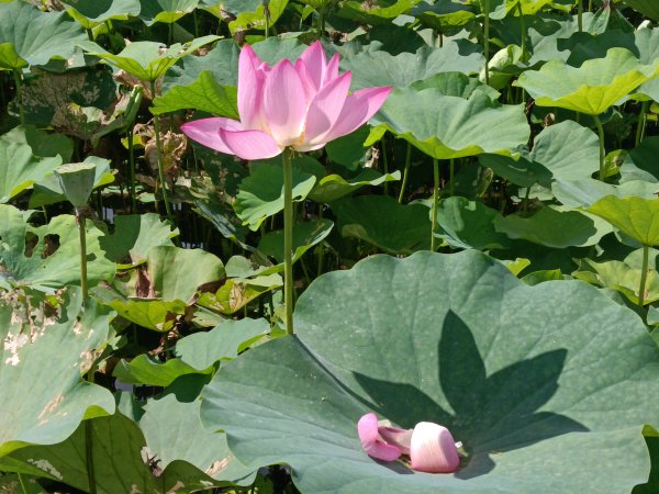 雙溪區彎穹夏日荷影2806543