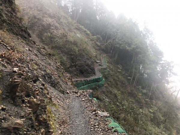 觀霧 檜山巨木步道 雲霧步道501025