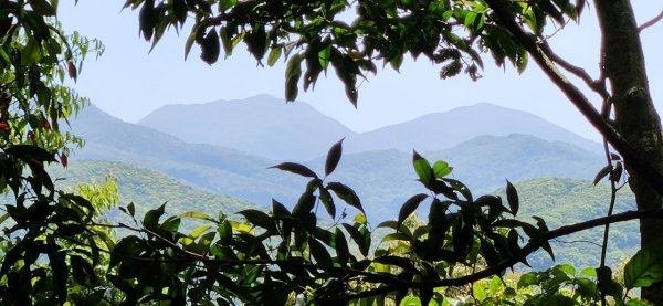 【中級山】與山毛櫸的邂逅，逐鹿山2742676