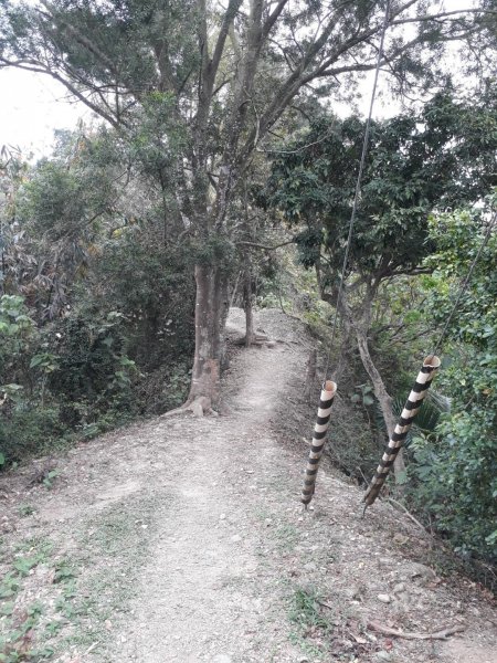 雲林林內龍過脈森林步道20190323550617