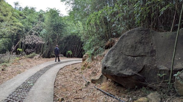 114.05.04三芝桐花步道-百年田梯步道-大鵬足湯公園2779891