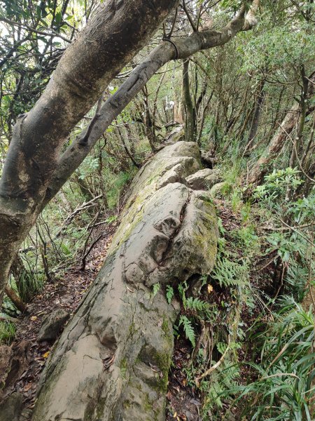 微笑山線：【二格山系】皇帝殿稜線段2955965