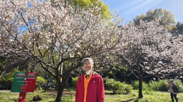 #中山樓 #陽明公園 #十八份 #吉野櫻 #墨染櫻（花葉同開/右側/左側大寒櫻） 3/113013194
