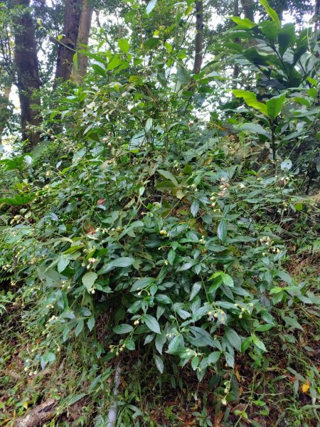 鳳鳴古道 鳳鳴山 南隘勇（南長城）古道 三湖山 八達嶺（龍骨）古道 綠色古道 延平古道2975139