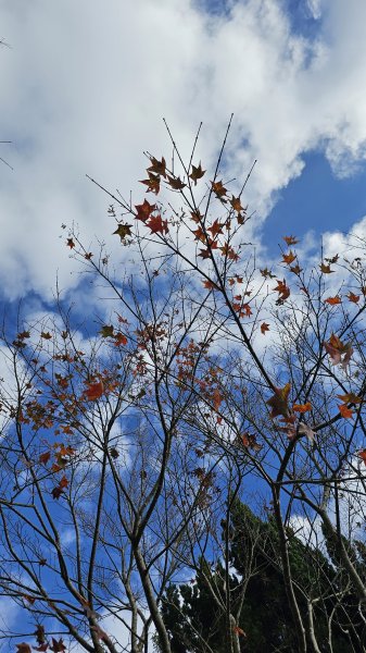 【馬年走馬山，馬到就成功！】🐴馬年馬路要走，馬那邦🏔️也要登！O繞11K，爬升900M，🥾腿在2977190