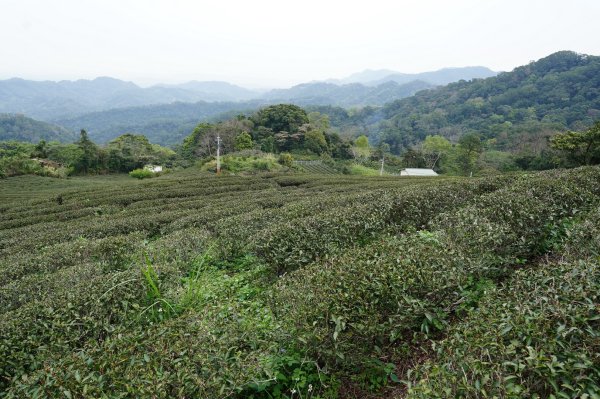 新竹 峨嵋 獅頭山、獅尾山、六寮山、猿山2450090