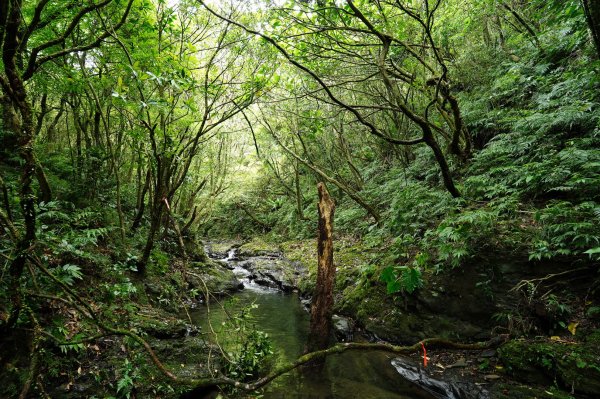 宜蘭 頭城 鶯子嶺2501352