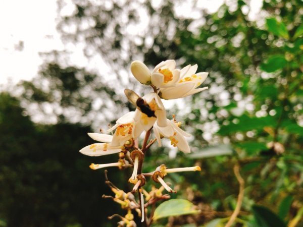 福山植物園511021