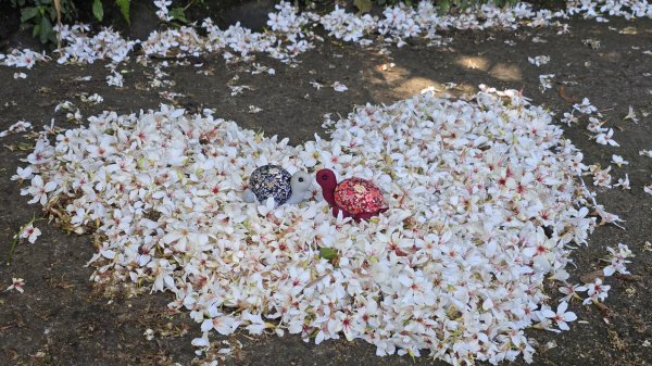 2025桐花大爆發，台灣最大的賞桐花景點，土城桐花公園、天上山及火焰山的桐花大爆發2776451